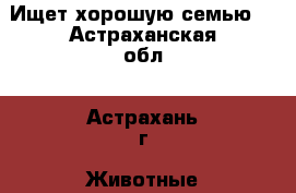 Ищет хорошую семью. - Астраханская обл., Астрахань г. Животные и растения » Кошки   . Астраханская обл.